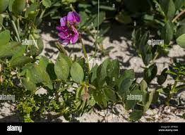 Attēlu rezultāti vaicājumam “Lathyrus japonicus subsp. maritimus”