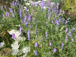 Attēlu rezultāti vaicājumam “Vicia cracca”