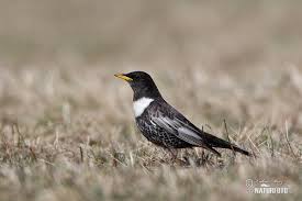 Image result for Turdus torquatus