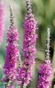 Image result for Lythrum salicaria