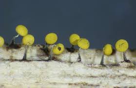 Attēlu rezultāti vaicājumam “Physarum viride macro”