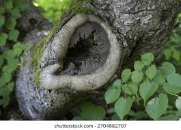 Attēlu rezultāti vaicājumam “Tilia amurensis”