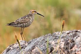 Image result for Calidris himantopus