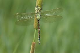 Attēlu rezultāti vaicājumam “Aeshna viridis”