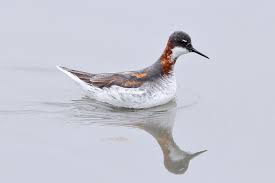 Attēlu rezultāti vaicājumam “Phalaropus lobatus”