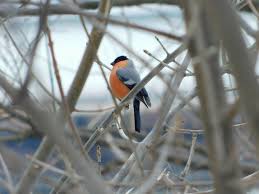 Attēlu rezultāti vaicājumam “Pyrrhula pyrrhula male”