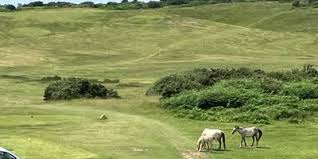 Image result for Clyne Golf Club Limited