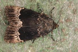 Attēlu rezultāti vaicājumam “Amphipyra perflua”