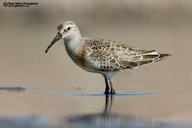Attēlu rezultāti vaicājumam “Calidris ferruginea”