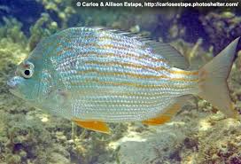 Image result for Archosargus rhomboidalis