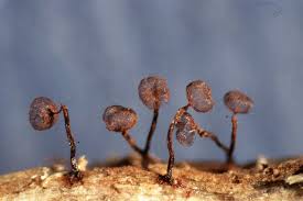 Attēlu rezultāti vaicājumam “Cribraria cancellata”