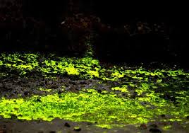 Attēlu rezultāti vaicājumam “Schistostega pennata”