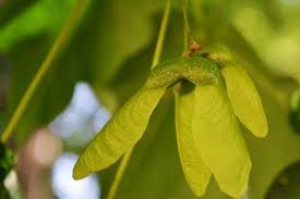 Attēlu rezultāti vaicājumam “Acer saccharinum fruit”