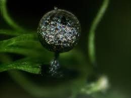 Attēlu rezultāti vaicājumam “Lamproderma gulielmae macro”