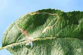 Attēlu rezultāti vaicājumam “Lyonetia clerkella”