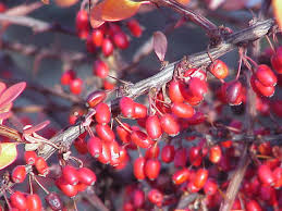 Attēlu rezultāti vaicājumam “Berberis”