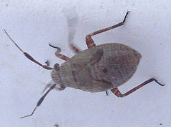 Attēlu rezultāti vaicājumam “Capsus ater”