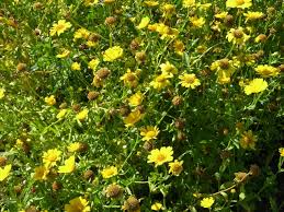 Image result for Chrysanthemum segetum