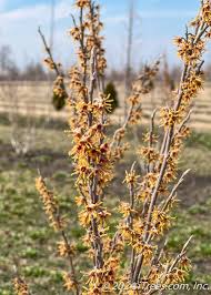 Attēlu rezultāti vaicājumam “Hamamelis vernalis flower”