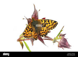 Attēlu rezultāti vaicājumam “Boloria aquilonaris upperside”