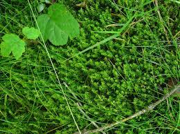 Attēlu rezultāti vaicājumam “Rhytidiadelphus”