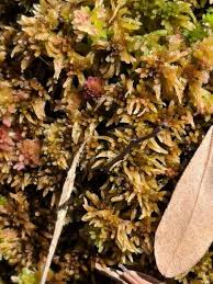 Attēlu rezultāti vaicājumam “Sphagnum fuscum”