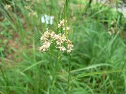 Attēlu rezultāti vaicājumam “Luzula luzuloides”