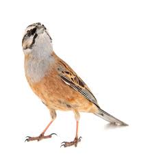 Image result for Emberiza cia