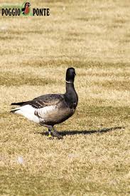 Attēlu rezultāti vaicājumam “Branta bernicla adult”