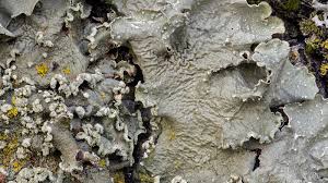 Attēlu rezultāti vaicājumam “Punctelia subrudecta”