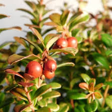 Attēlu rezultāti vaicājumam “Vaccinium vitis-idaea fruit”
