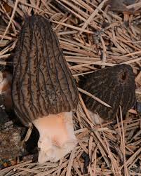 Attēlu rezultāti vaicājumam “Morchella sp.”