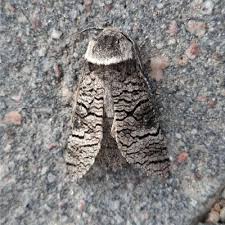 Attēlu rezultāti vaicājumam “Lamellocossus terebra”