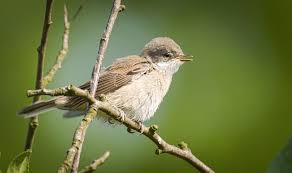 Attēlu rezultāti vaicājumam “Sylvia curruca”