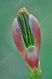 Attēlu rezultāti vaicājumam “Acer pseudoplatanus flower”