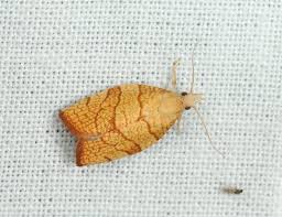 Attēlu rezultāti vaicājumam “Pandemis cinnamomeana female”