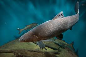 Image result for Mylopharyngodon piceus