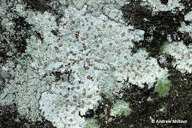 Attēlu rezultāti vaicājumam “Icmadophila ericetorum”