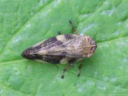 Attēlu rezultāti vaicājumam “Aphrophora alni”