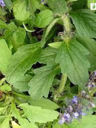 Attēlu rezultāti vaicājumam “Ajuga genevensis leaf”