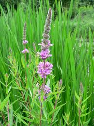 Image result for Lythrum salicaria