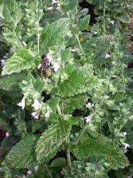 Image result for Melisse