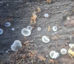 Attēlu rezultāti vaicājumam “Mollisia cinerea”