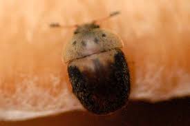 Attēlu rezultāti vaicājumam “Cychramus variegatus”