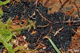 Attēlu rezultāti vaicājumam “Ruzenia spermoides”