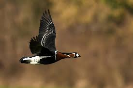Image result for Branta ruficollis