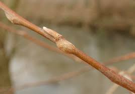 Attēlu rezultāti vaicājumam “Rabdophaga heterobia”