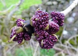 Attēlu rezultāti vaicājumam “Fraxinus excelsior fruit”