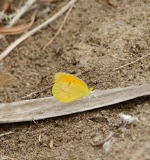 Attēlu rezultāti vaicājumam “Insecta”