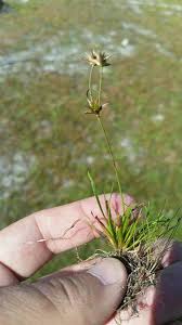Attēlu rezultāti vaicājumam “Juncus capitatus fruit”